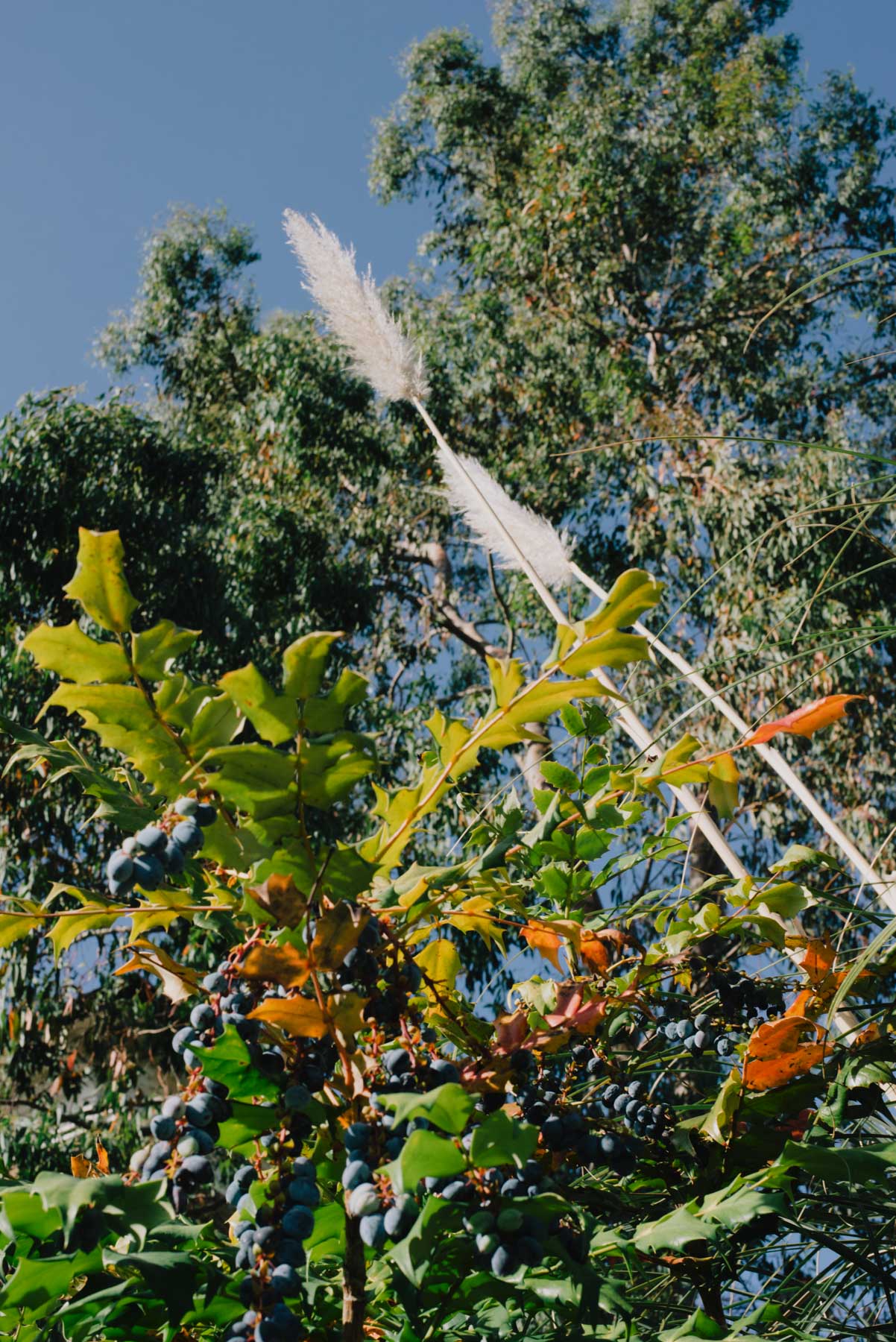 foliage